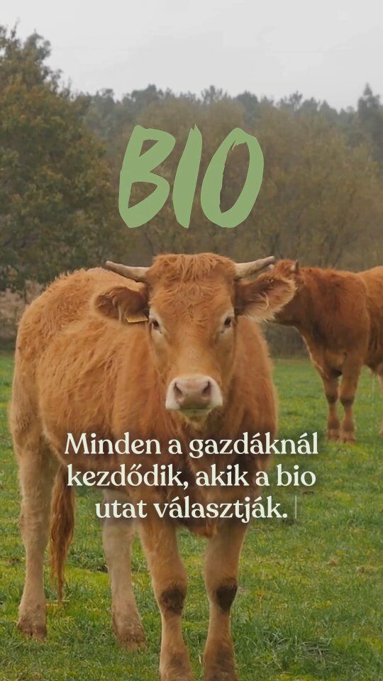 Elgondolkodtatok már azon, hogy mit kell teljesítenie egy gazdaságnak ahhoz, hogy bio tanúsítványt kapjon? 🌿🧐
Íme egy rövid összefoglaló arról, mi áll a jelölés mögött. 🔍

A Kendamil BIO Nature receptúrája teljes zsírtartalmú tejből készül, amely tanúsított bio gazdaságokból származik, a környezet tiszteletben tartásával. 🥛🌱

Mert a bizalom a forrásnál kezdődik.
És minden egyes etetésnél tovább él. 🤍

Fontos figyelmeztetés: A szoptatás a legjobb módja a csecsemők táplálásának. A csecsemőtápszert kizárólag orvosi javaslatra szabad használni. Az elkészítés módja és további információk a csomagoláson találhatók. Különleges táplálkozási célú élelmiszer.
