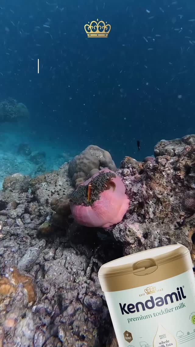 Nálunk ne is keress halízű dolgokat! 🐟🪸🌊

Míg némelyik anyatej-helyettesítő tápszer halolajat használ DHA-forrásként, mi a Kendamilnál a növényi alternatívára szavazunk. Ez azt jelenti, hogy a tápszereink a vegetáriánusok számára is megfelelőek! 🌱

#OceanokVilagnapja #fenntarthatosag #novenyiDHA #Kendamil

🤱 Fontos figyelmeztetés: A szoptatás a legjobb kezdés a baba számára. Az anyatej-helyettesítő tápszert kizárólag orvos javaslatára szabad használni. A használat módja és egyéb információk a csomagoláson. Speciális táplálkozási célú élelmiszer.