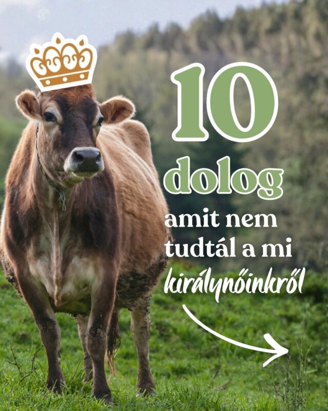 Mennyire ismered a teheneket? 🐄

A legjobb barátnőktől (igen, tényleg!) a titkos úszótehetségig — a mi tejelő csordánk tele van meglepetésekkel. És mivel minden Kendamil Premium és Bio Nature doboz krémes, teljes tejből készül, boldog tehenektől, úgy gondoltuk, megosztunk veletek néhány különleges érdekességet róluk. 💚

Lapozd végig a carouselt, és fedezz fel 10 érdekességet a tehenekről, amelyeket valószínűleg nem tanultál az iskolában. Melyik lepett meg a legjobban? 👇